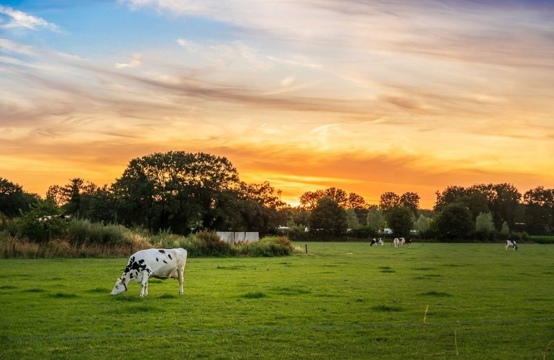 Wandelroute over het platteland